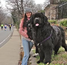 This+is+a+newfoundland+dog+they+are+a+br