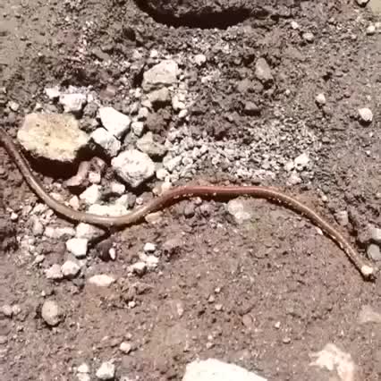 this some gta 			****		 right here