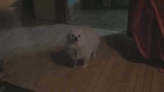 It took a bit of fiddling to play all three of those Candy Pop ones at the same time, nearly matching the audio completely.   
   
It definitely adds something to the dubbed one when you can hear the San / Pap sounds in the back.