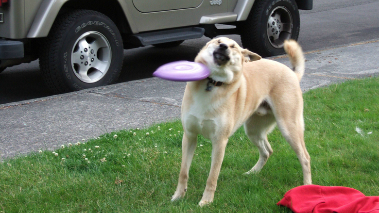 Dadmin needs Shekels. Thumb this up so he sees. Dadmin, I'll give you $100 for FJ, I ask one thing. Draw name-based profile pics for myself and ten random users