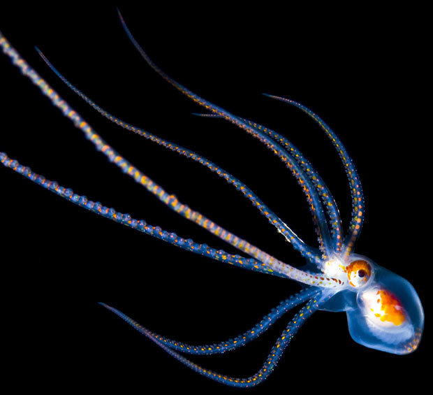 Deep sea creatures comp. The nightmarish fangtooth is among the deepest-living fish ever discovered. The fish's normal habitat ranges as high as about 6,500 fee