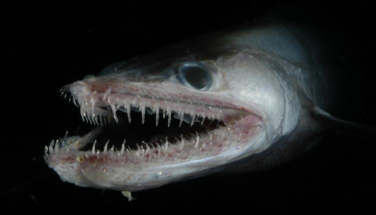 Deep sea creatures comp. The nightmarish fangtooth is among the deepest-living fish ever discovered. The fish's normal habitat ranges as high as about 6,500 fee