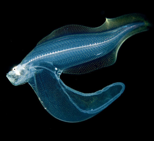 Deep sea creatures comp. The nightmarish fangtooth is among the deepest-living fish ever discovered. The fish's normal habitat ranges as high as about 6,500 fee