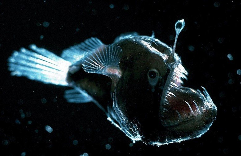 Deep sea creatures comp. The nightmarish fangtooth is among the deepest-living fish ever discovered. The fish's normal habitat ranges as high as about 6,500 fee