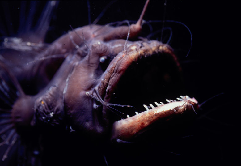 Deep sea creatures comp. The nightmarish fangtooth is among the deepest-living fish ever discovered. The fish's normal habitat ranges as high as about 6,500 fee