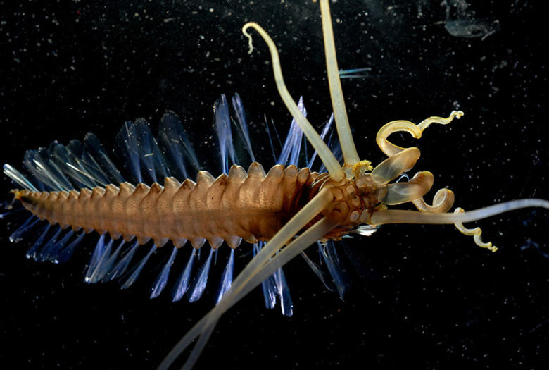 Deep sea creatures comp. The nightmarish fangtooth is among the deepest-living fish ever discovered. The fish's normal habitat ranges as high as about 6,500 fee