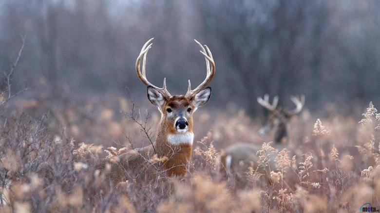 Deer comp. Deer can adapt well to just about any habitat. They prefer to live in "edge" habitats. Edges are human-made or natural habitat breaks, for 