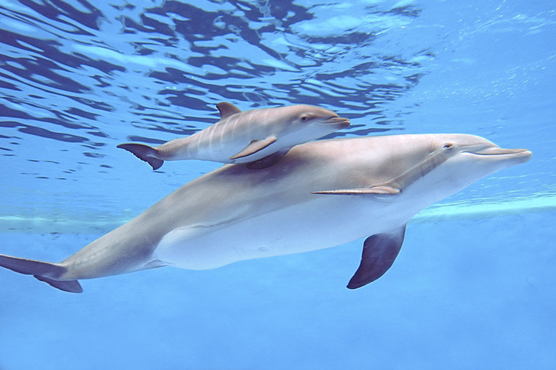 Dolphin comp. Marine dolphins are generally social creatures that live in groups called pods which can contain hundreds of individuals. These charismatic and in