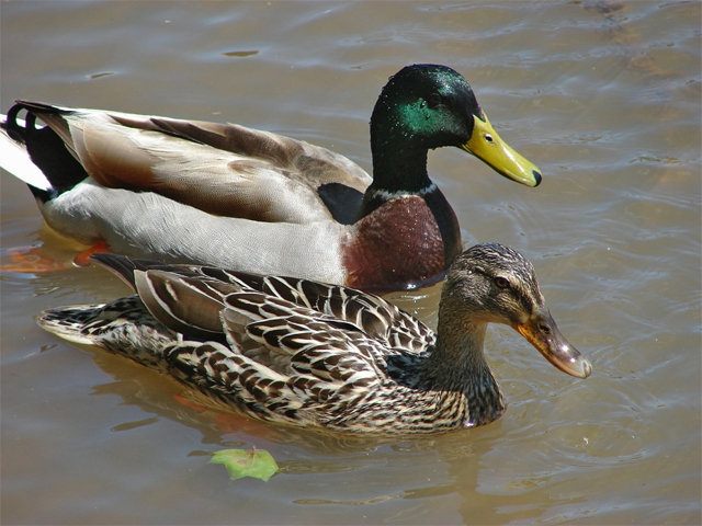 Duck comp. Ducks are found in wetlands, marshes, ponds, rivers, lakes and oceans. This is because ducks love the water. Some species of ducks migrate or travel 