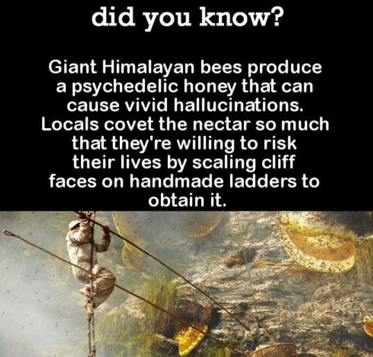 DYK Comp #115. Subscribe for more .. did you know? Banyan trees are actually figs that start out growing on the trunks emf other trees. The host trees eventuall