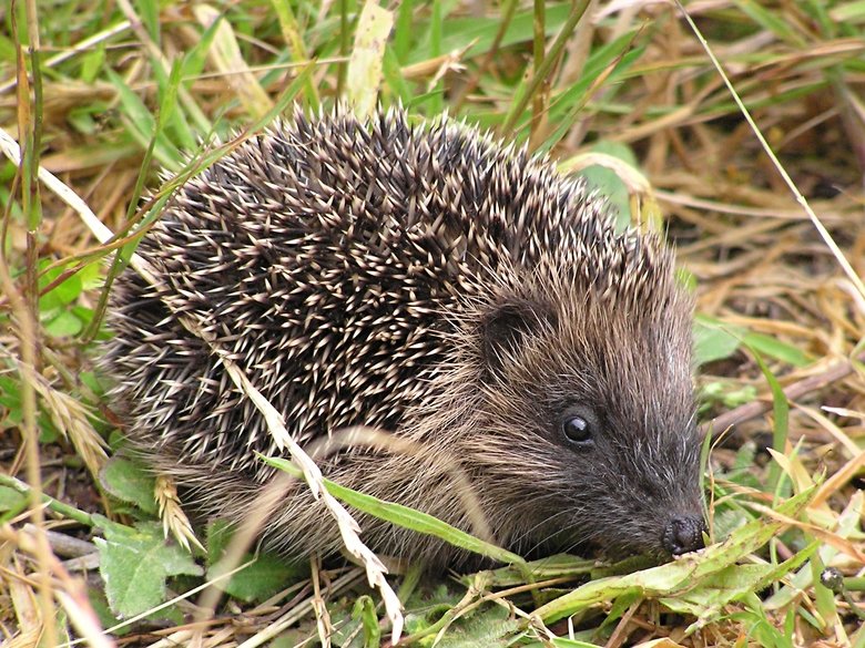 Hedgehog comp. There are some 15 species of hedgehog in Europe, Asia, and Africa. Hedgehogs have also been introduced into nontraditional ranges such as New Zea