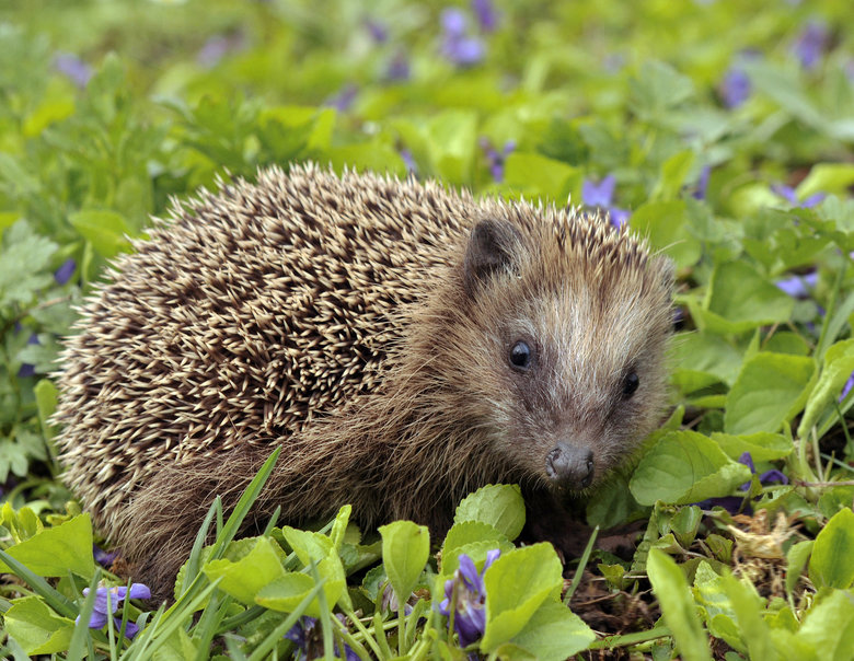 Hedgehog comp. There are some 15 species of hedgehog in Europe, Asia, and Africa. Hedgehogs have also been introduced into nontraditional ranges such as New Zea