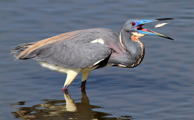 Heron comp. .. This comp is dedicated to user hypex