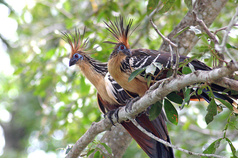 Hoatzin comp. If threatened, the hoatzin bird often plunges into water to escape predators. An interesting fact is that they are the only bird to digest vegetat