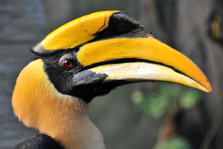 Hornbill comp. .. Dilophosaurus? Is that you?