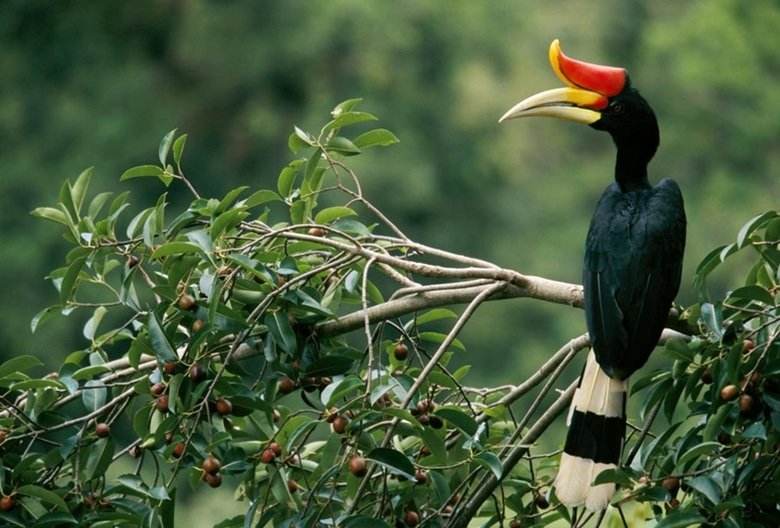 Hornbill comp. .. Dilophosaurus? Is that you?