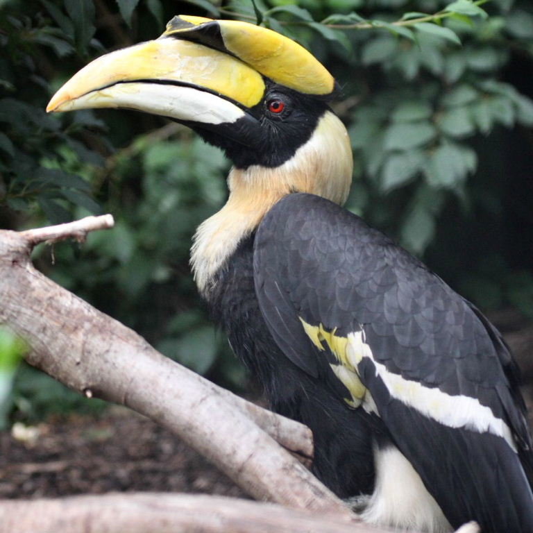 Hornbill comp. .. Dilophosaurus? Is that you?