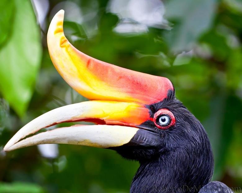 Hornbill comp. .. Dilophosaurus? Is that you?