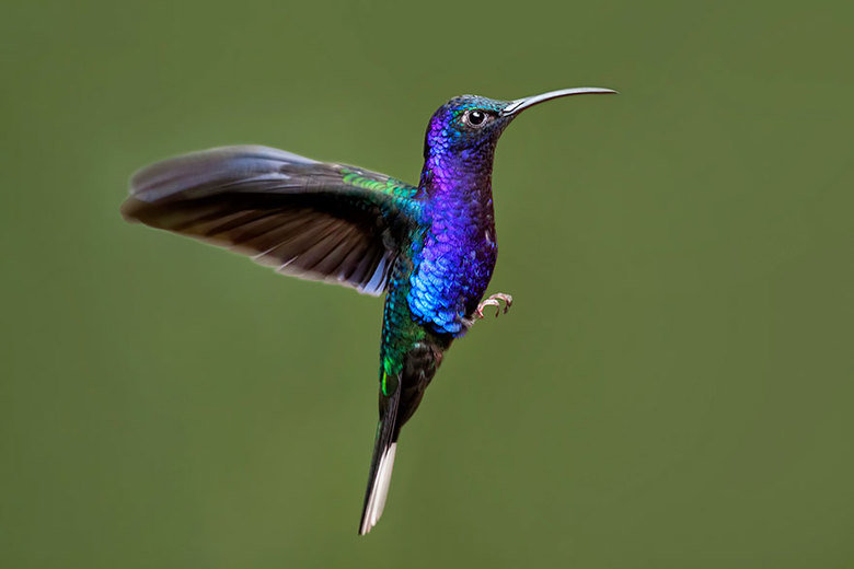 Hummingbird comp. The Hummingbird is a very small species and one that many people are familiar with. There are 343 species of them that have been identified. T