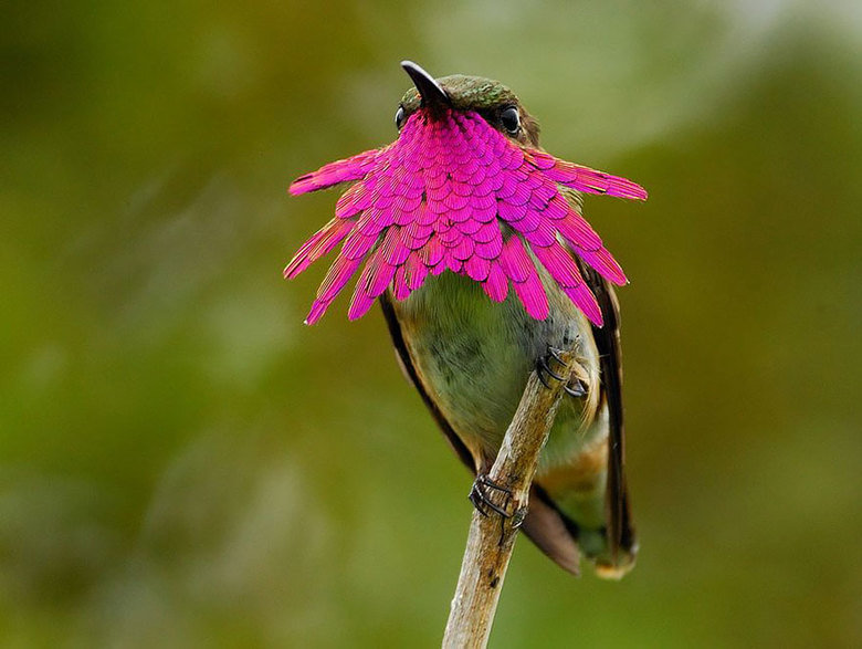 Hummingbird comp. The Hummingbird is a very small species and one that many people are familiar with. There are 343 species of them that have been identified. T