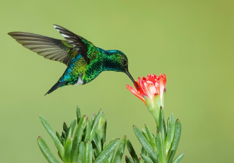 Hummingbird comp. The Hummingbird is a very small species and one that many people are familiar with. There are 343 species of them that have been identified. T