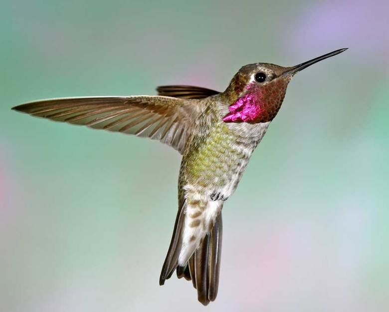 Hummingbird comp. The Hummingbird is a very small species and one that many people are familiar with. There are 343 species of them that have been identified. T