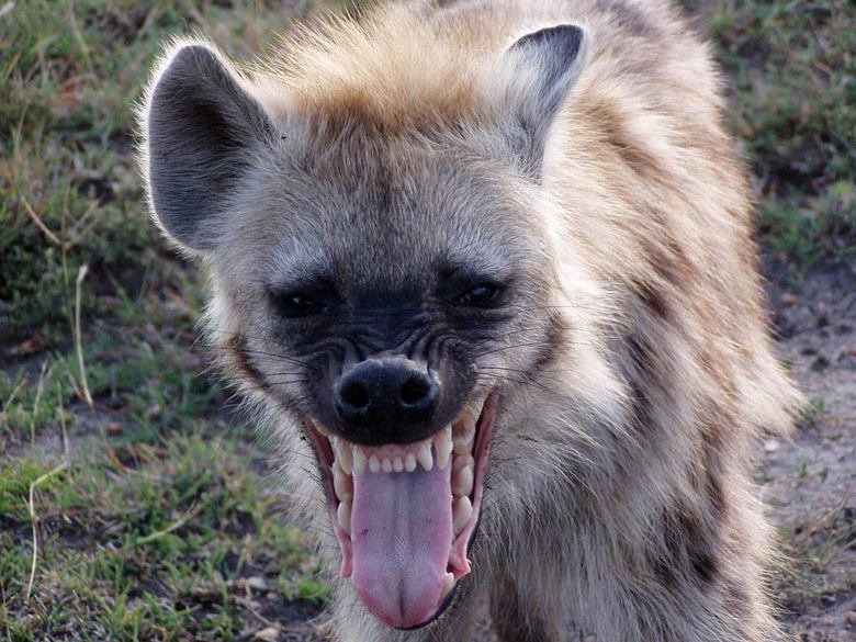 Hyena comp. The hyena is Africa's most common large carnivore. Over the years hyenas and humans have come into close contact in Africa and, in earlier times, in