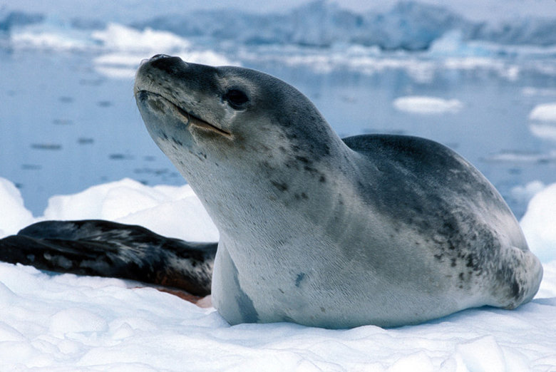 Leopard seal comp. The leopard seal is named for its black-spotted coat. The pattern is similar to that of the famous big cat, though the seal's coat is gray ra