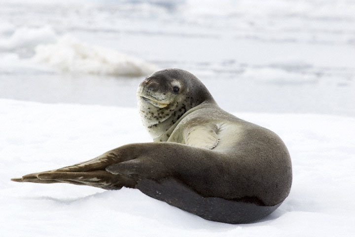 Leopard seal comp. The leopard seal is named for its black-spotted coat. The pattern is similar to that of the famous big cat, though the seal's coat is gray ra