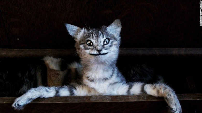 Lets gaze long into the abyss..taxidermy. I haven't seen a "taxidermy comp" on FJ, so here you are. I thought we should tread lightly so these aren't 