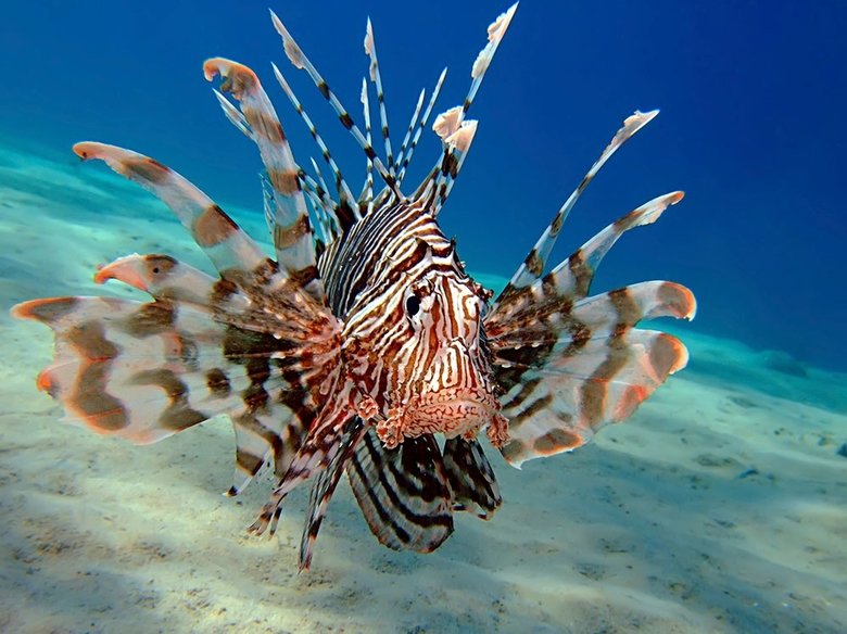 Lionfish comp. The venom of the lionfish, delivered via an array of up to 18 needle like dorsal fins, is purely defensive. It relies on camouflage and lightning