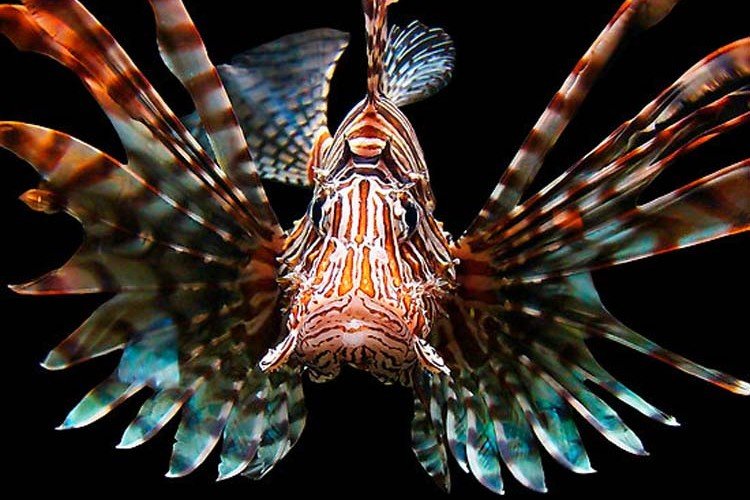Lionfish comp. The venom of the lionfish, delivered via an array of up to 18 needle like dorsal fins, is purely defensive. It relies on camouflage and lightning