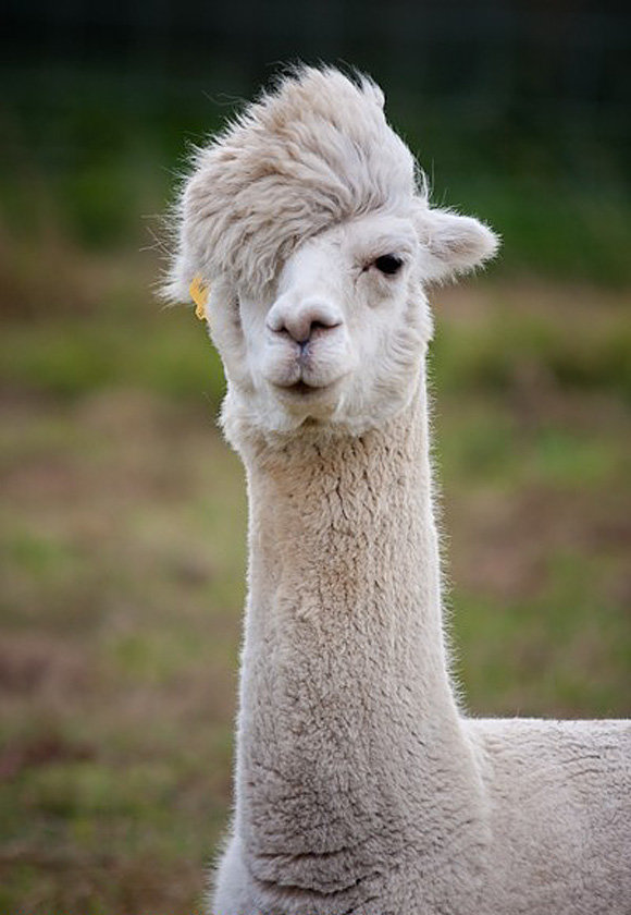 Llama comp. .. This comp is dedicated to user royrogersmcfreely
