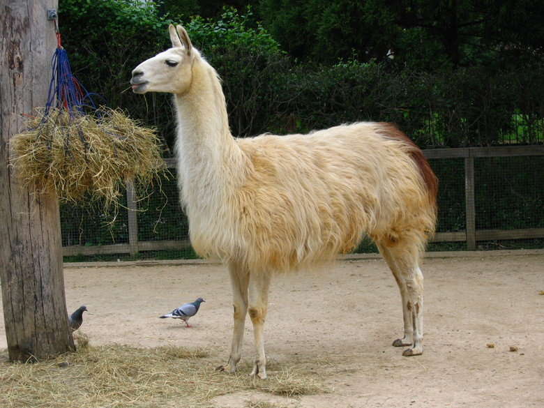 Llama comp. .. This comp is dedicated to user royrogersmcfreely