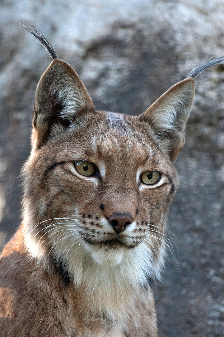 Lynx comp. Lynx are usually solitary animals and will spend their time both hunting and resting alone, however a small group of lynx may travel and hunt togethe