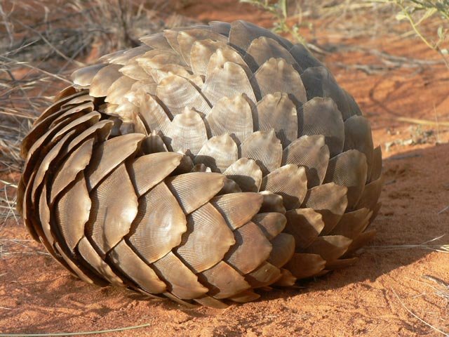 Pangolin comp. Pangolins have large, protective keratin scales covering their skin; they are the only known mammals with this adaptation. They live in hollow tr