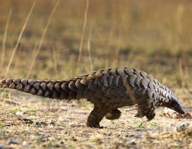 Pangolin comp. Pangolins have large, protective keratin scales covering their skin; they are the only known mammals with this adaptation. They live in hollow tr