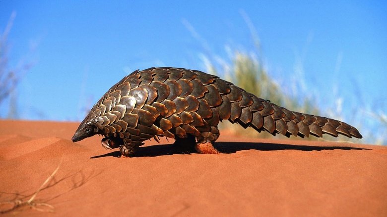 Pangolin comp. Pangolins have large, protective keratin scales covering their skin; they are the only known mammals with this adaptation. They live in hollow tr
