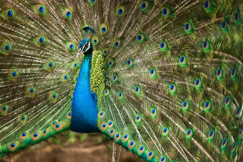Peacock comp. Most people call them peacocks, but that's only the correct name for male of this type of bird. Females are called peahens, and the whole group ar