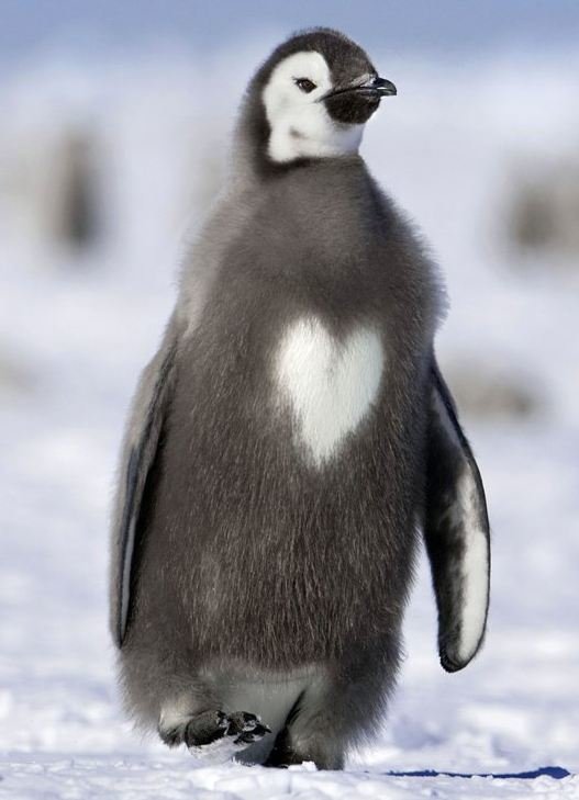 Penguin comp. . GEOGRAPHIC MAGAZINE Photograph by Pau[__ l' alitle _ .. I got to this one, then I had to do that thing where you don't trust the next picture so you scroll down only far enough to see the top 10% so you can see if it