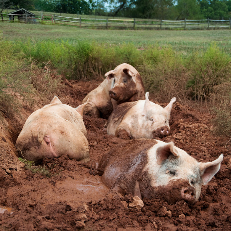 Pig comp. Pigs are clean animals. If given sufficient space, they will be careful not to soil the area where they sleep or eat. Pigs don’t “sweat like pigs”; th