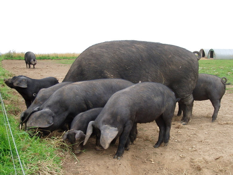 Pig comp. Pigs are clean animals. If given sufficient space, they will be careful not to soil the area where they sleep or eat. Pigs don’t “sweat like pigs”; th