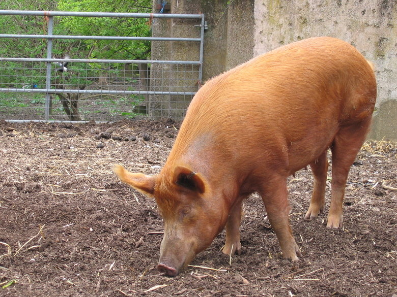 Pig comp. Pigs are clean animals. If given sufficient space, they will be careful not to soil the area where they sleep or eat. Pigs don’t “sweat like pigs”; th
