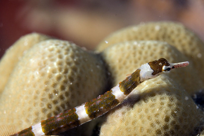Pipefish comp. The Pipefish is unique in the fact that they create a vacuum inside their mouth through which their prey is automatically sucked inside. The Pipe