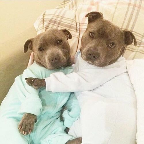pitbulls in jammies. .. This pleases me greatly. I once had a Pittbull / miniature greyhound mix named Zeke. He was crosseyed as and would run into the wall every now and then, but tha