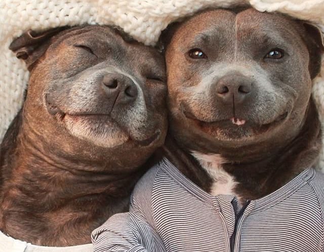 pitbulls in jammies. .. This pleases me greatly. I once had a Pittbull / miniature greyhound mix named Zeke. He was crosseyed as and would run into the wall every now and then, but tha