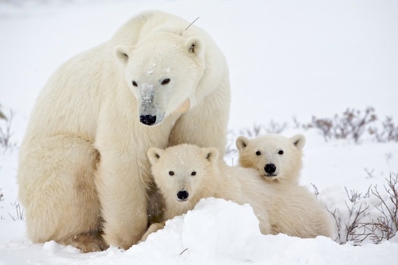 Polar bear comp. Polar bears typically prey on seals. In search of this quarry they frequent areas of shifting, cracking ice where seals may surface to breathe 