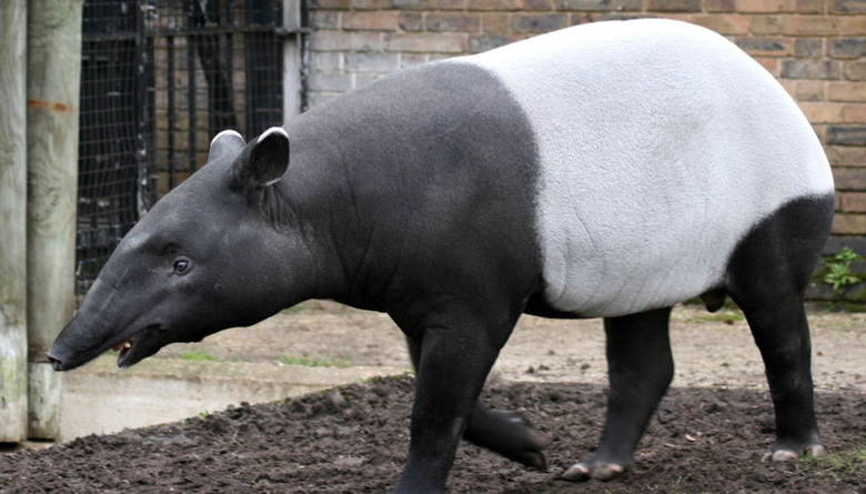 Tapir comp. A tapir is a large, herbivorous mammal, similar in shape to a pig, with a short, prehensile snout. Tapirs inhabit jungle and forest regions of South