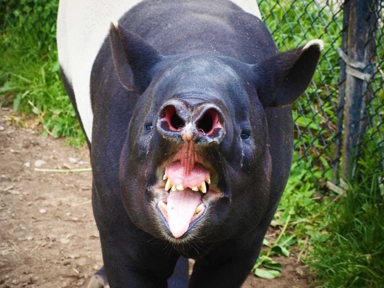 Tapir comp. A tapir is a large, herbivorous mammal, similar in shape to a pig, with a short, prehensile snout. Tapirs inhabit jungle and forest regions of South