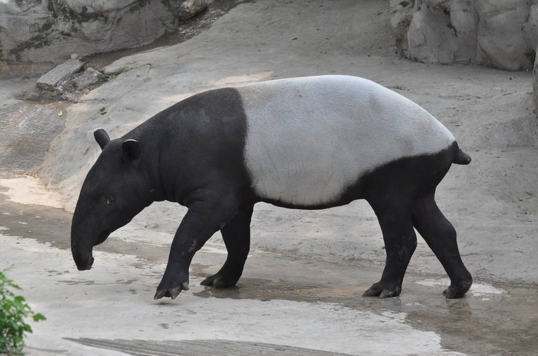 Tapir comp. A tapir is a large, herbivorous mammal, similar in shape to a pig, with a short, prehensile snout. Tapirs inhabit jungle and forest regions of South